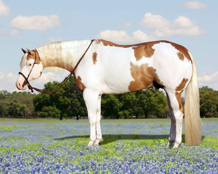 Invested By Far - American Quarter Horse